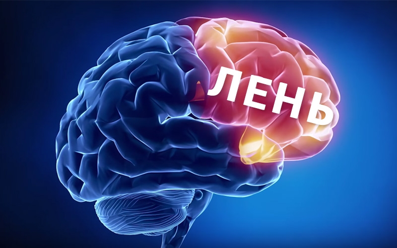 Фотография Как из мозга убрать лень?